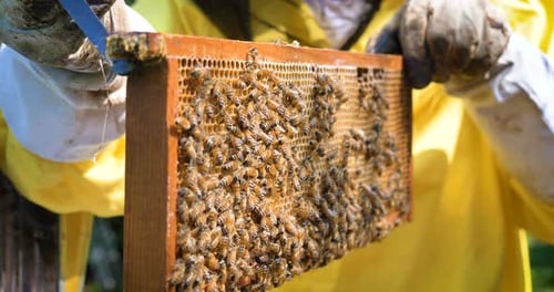 The beekeeper looks after bees, honeycombs, a lot of honey, in a protective beekeeper's beast. Con