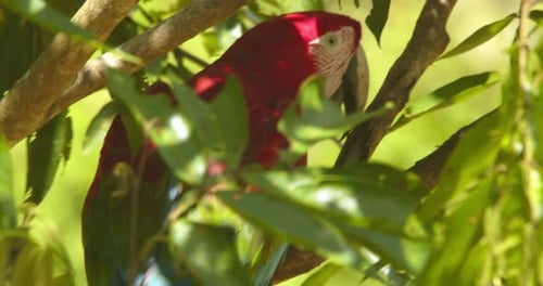 Enge Nahaufnahme von Green Winged, wie es sich auf dem Ast dreht und seine leuchtenden Flügel durch die Folie zeigt