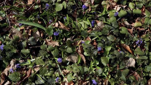 Beautiful purple and blue scillas. Beautiful meadow with spring primroses. Dry fallen leaves.