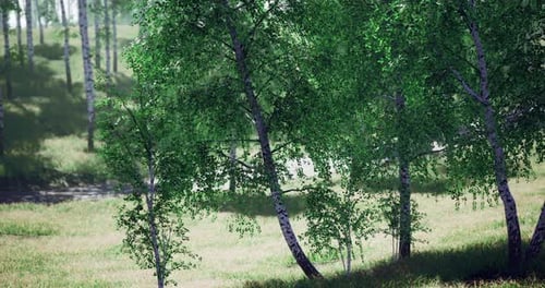 Lush Green Birch Trees in a Tranquil Meadow During Daytime