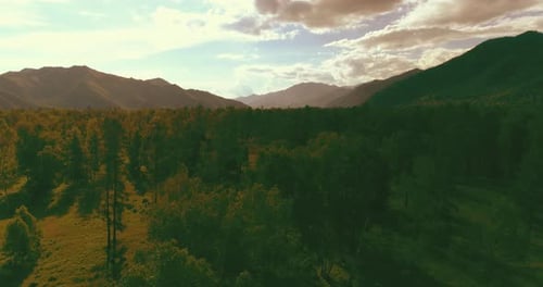 Aerial View Low Flight Above Evergreen Pine Tree Landscape with Endless Mountain Forest at Sunny