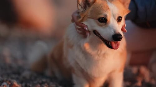 Una joven de Coastal Retreat y un perro Corgi se relajan en una playa rocosa al atardecer