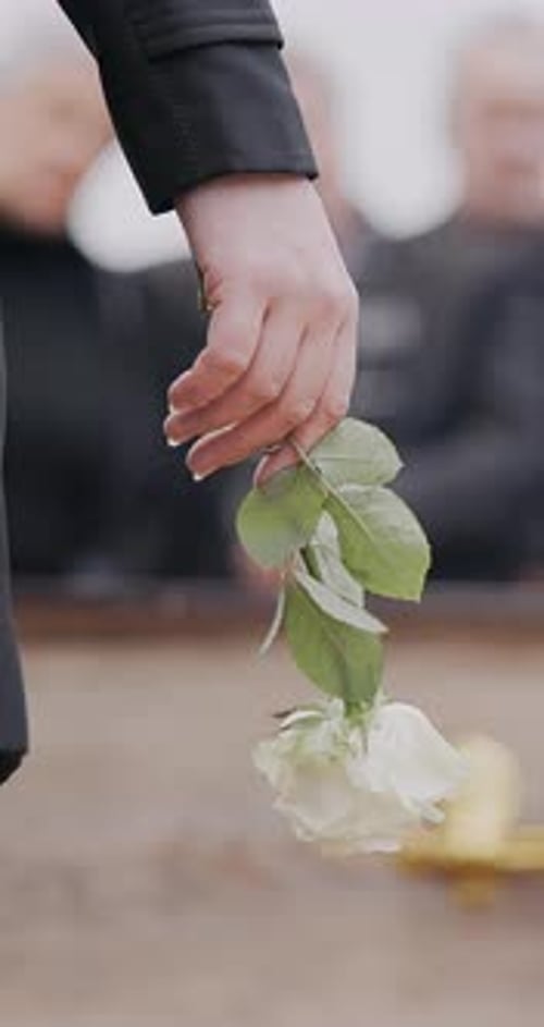 Hand, rose and person at funeral, death and mourning at graveyard, memory