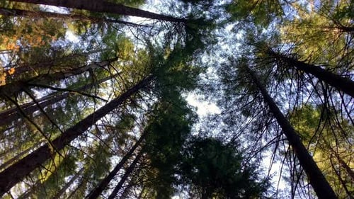 Shot from the ground looking up through the evergreen trees in the Pacific northwest while out mount