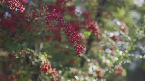 Baies de bambou céleste (Nandina domestica) au lever du soleil le jour de l'automne