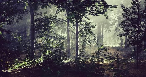 Misty Forest Landscape Reveals Hidden Beauty in the Early Morning Light