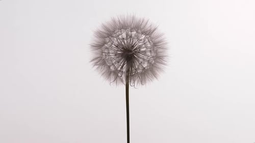 Dandelion Spins auf weißem Hintergrund