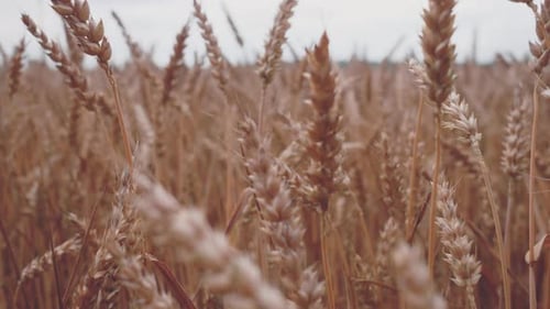 Wheat Spikelets Wheat Field