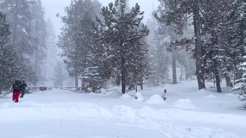 4K-Aufnahmen eines Schneesturms im Sequoia-Nationalpark.