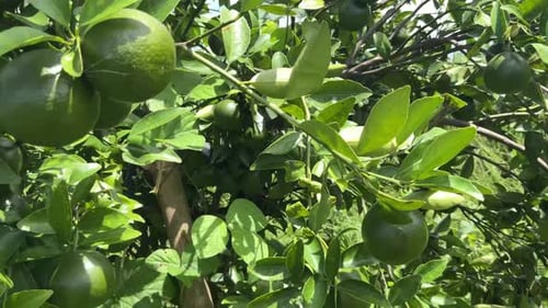 Abundant Lemon Tree Bearing Green Citrus Fruit