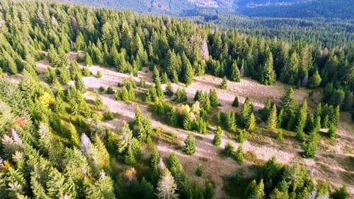 Luftaufnahme der weiten waldreichen Hügellandschaft in den Karpatenwäldern im Herbst