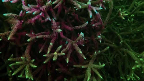 Staghorn coral glows red and green as it fluoresces.