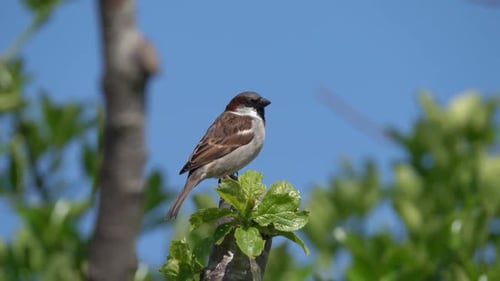 Heckensperling oder Dunnock, Vogel (Prunella modularis), der auf einem Ast thront