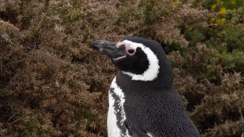 Magellanic Penguin Close-Up in Natural Habitat