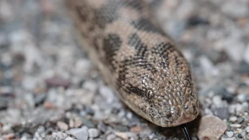 Gros plan d'un serpent boa de sable sur un sol rocheux, montrant ses écailles texturées et son motif camouflé