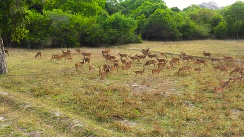 Spotted Deer in the National Park of Sri Lanka