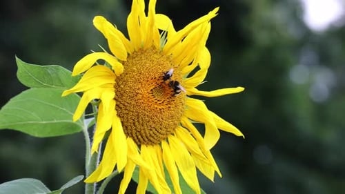 A yellow sunflower with a bee on it. The bee is on the center of the flower