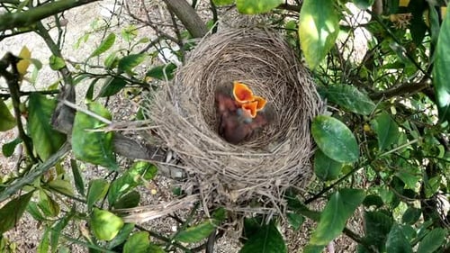 Overhead view of baby birds with open mouths waiting for their parents to feed them.