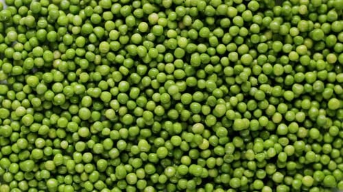 Some Peas Falling From the Top in a Surface Full of Many Ripe Green Peas