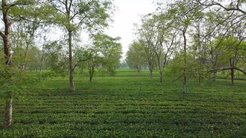 Motion picture of tea garden.