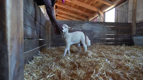 Farm animals on farm in South Africa