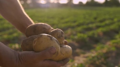 Farmer Holding Fresh Potatoes in the Field