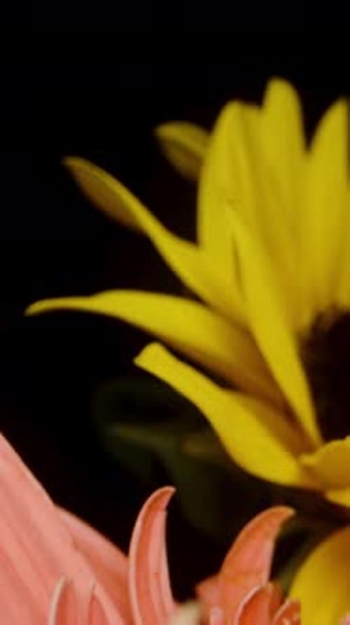 Close up of Colorful Gerbera Daisy Bouquet