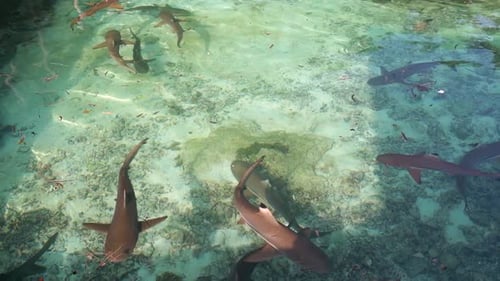 Reef Shark Swimming Through Tropical Coral Loop