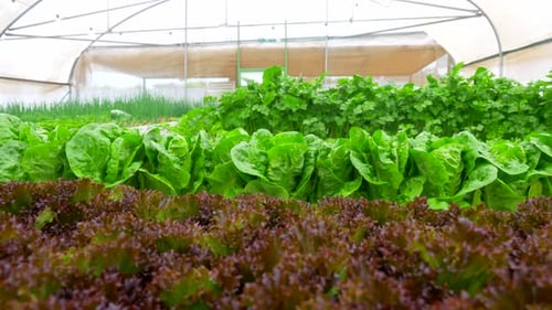 Green leafy Basil Kale and Lettuce plants in an Hydroponic growing setting