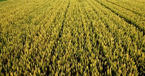 Aerial shot of a yellow field of wheat
