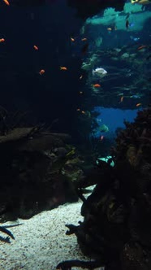 Large Aquarium Fish Tank Vertical Video 4k