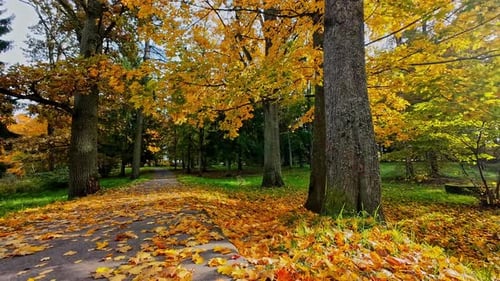 Autumn Scene In The Park With Huge Maple Trees. Static Shot