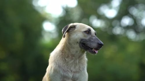 Close up face of street dog