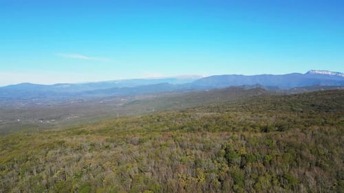The drone flying over the forest