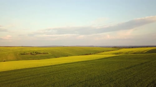 Aerial View of Bright Green Agricultural Farm Field with Growing Rapeseed Plants