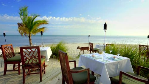 Dinner tables and a deer on a tropical beach in the bahamas paradise