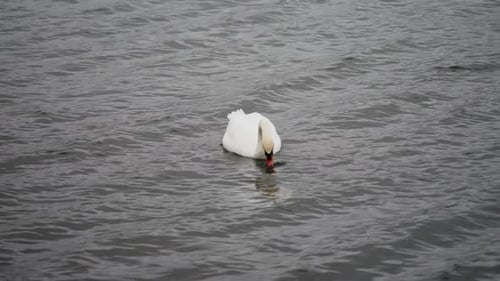 Plan au ralenti d'un cygne en train de se nourrir, la tête sous l'eau, puis de la ramener au-dessus de l'eau