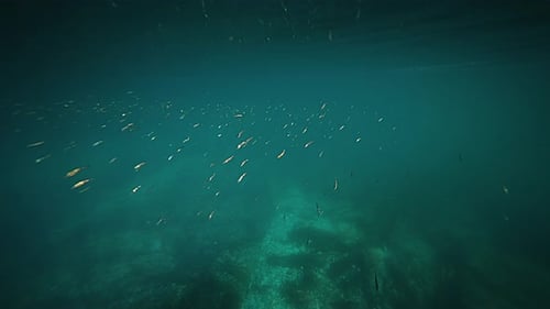 An underwater view of a rocky coastline, with a school of small fish swimming near the rocks.