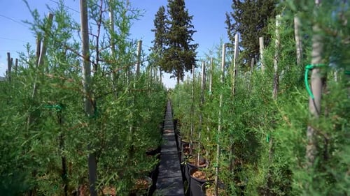 Pine seedlings grown in the garden 4K