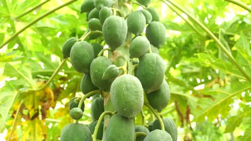 Papaya on the papaya tree in garden in 4k