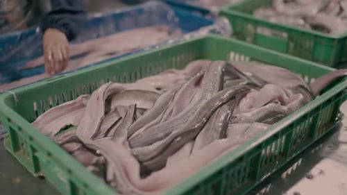 Raw Fish or Eel Fillets in Green Crate at Karachi Processing Factory