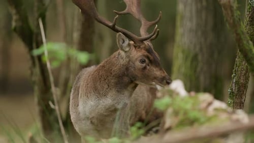 Un cerf majestueux aux grands bois, en alerte dans une forêt dense pendant la saison du rut