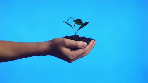 Close Up Of Black Dirt Mud With A Tree Sprout In Farmer's Hand In The Blue Background