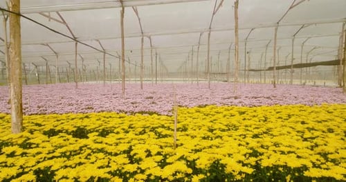 Aerial View of Colorful Flowers in Greenhouse