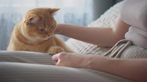 Enjoying a Cozy Moment with a Playful Cat on a Sunny Afternoon