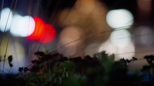 Night city ambience bokeh, plants blowing in wind, colours moving slowmotion.