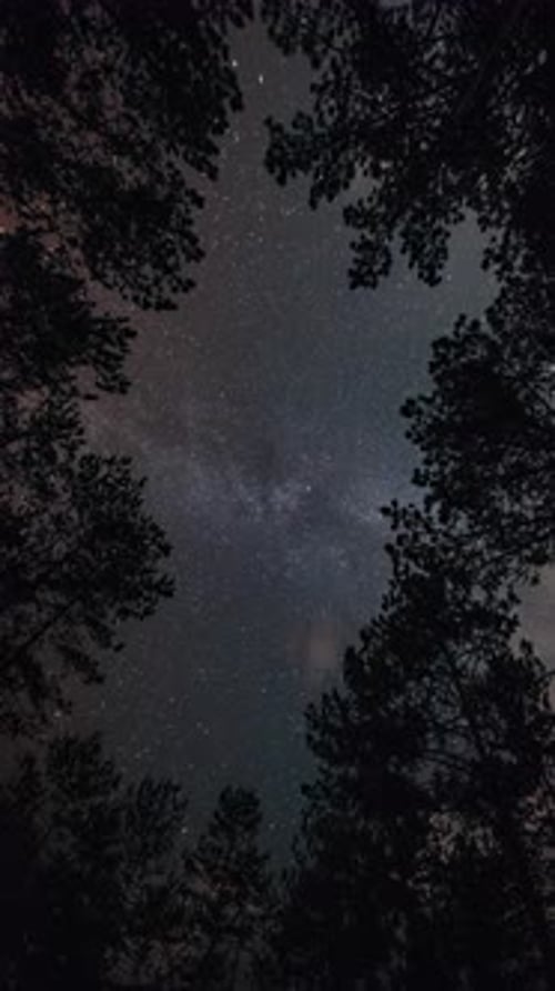 Time-lapse. Milky way in the starry sky in the night forest
