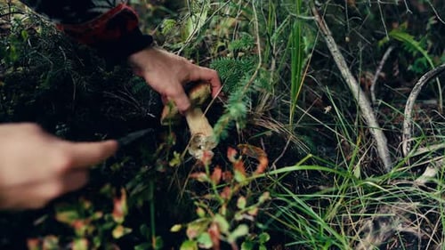 Ernte von Suillus Luteus in Indre Fosen, Norwegen - Nahaufnahme