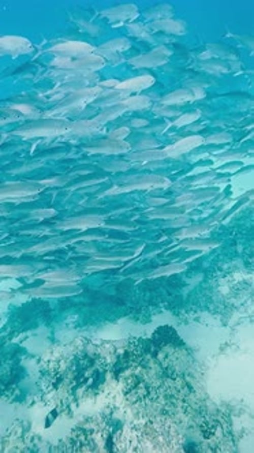 Underwater World of Maldives Islands a School of Fish Around a Snorkeling Facility a Bicycle at the