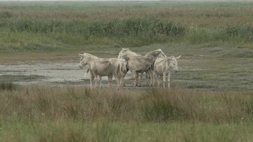Group of white Donkeys (Barockesel) enjoying the sun standing on a meadow. (4K Slow Motion)